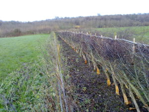Newly laid hedge