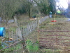 Hedge Maintenance: image 1 of 5