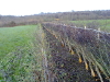 Hedge Maintenance: image 2 of 5