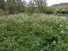 Scrub Clearance: image 2 of 4